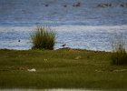 Bonte strandloper (Dunlin) (Calidris alpina) - Ogii Nuur 14-08-2016